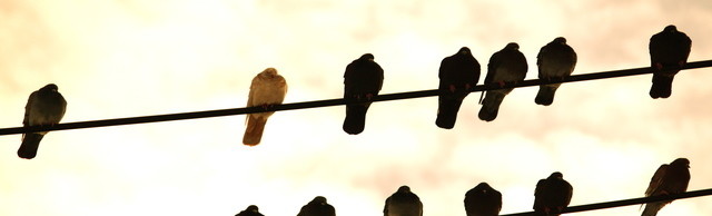 Medium 4211976336 157e646c0b o